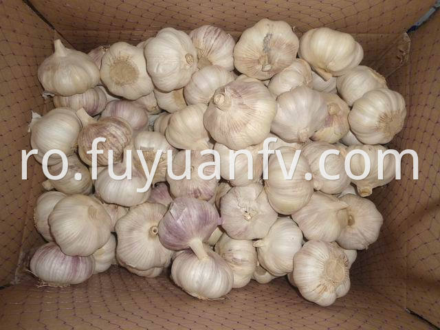 big size garlic 1